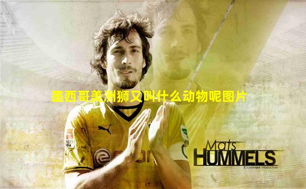 墨西哥美洲狮又叫什么动物呢图片