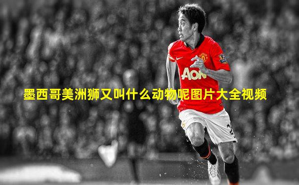 墨西哥美洲狮又叫什么动物呢图片大全视频